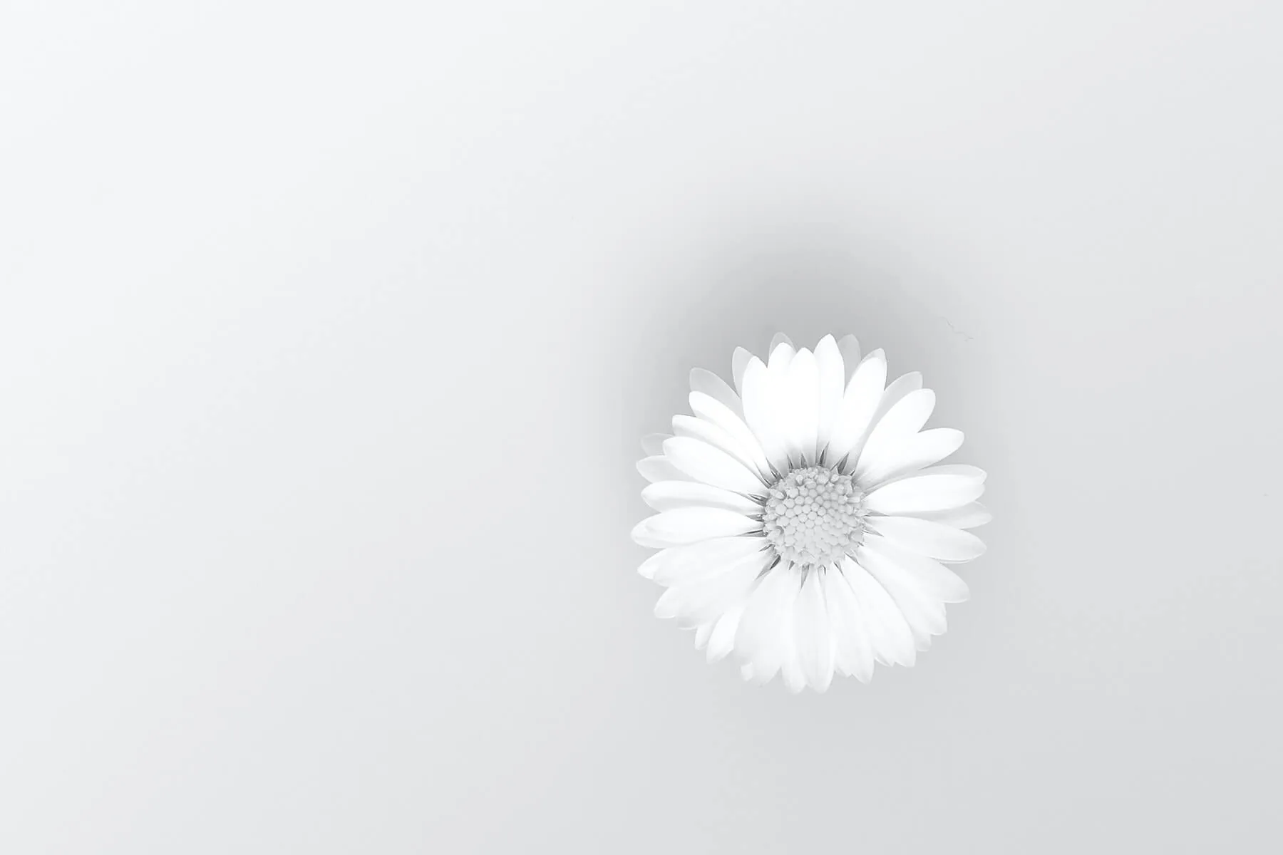 daisy flower on white background nursing daisy award compassion fatigue in nursing
