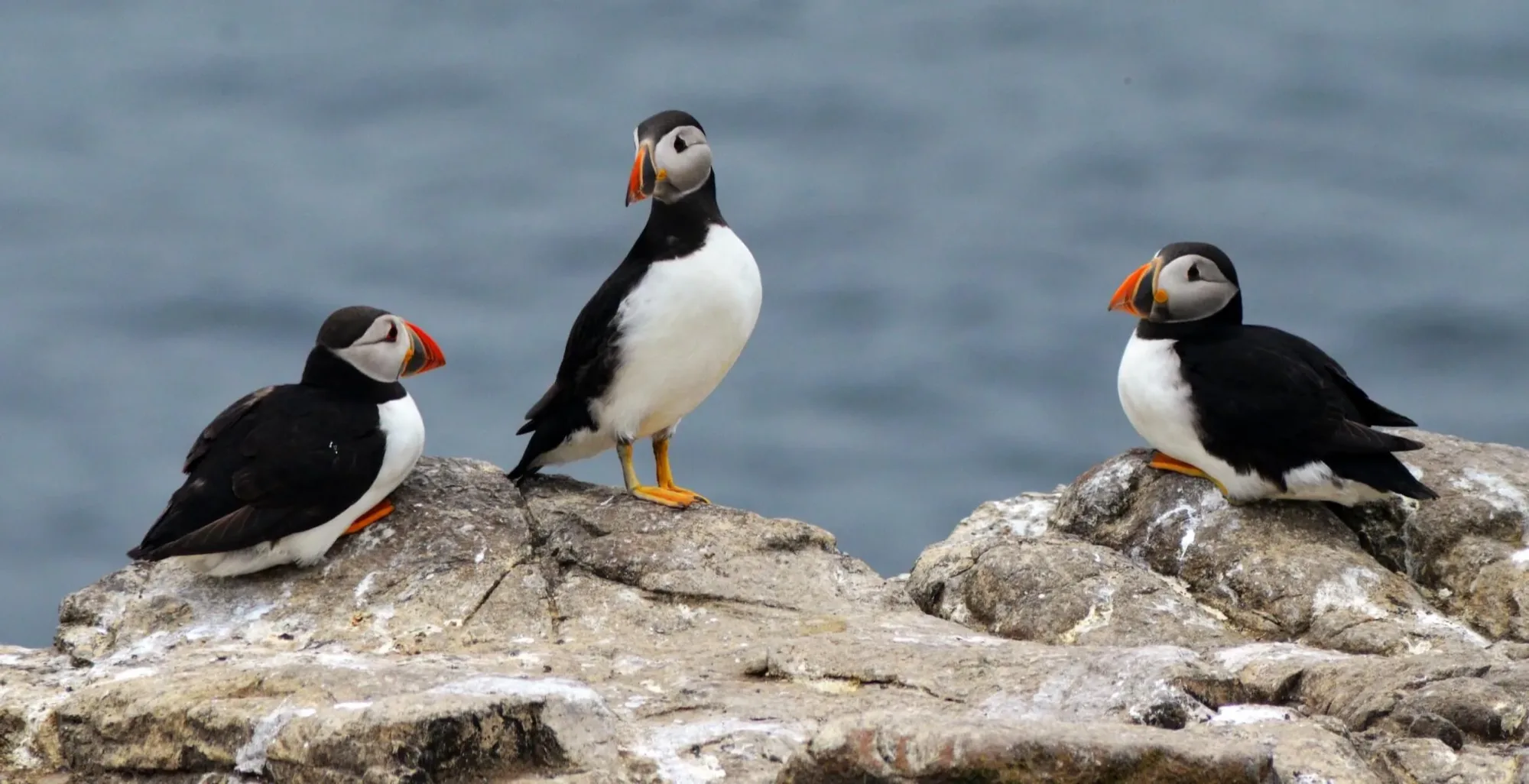 three pelicans sitting on rock overlooking ocean travel nurse trio